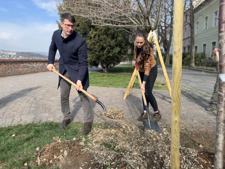 Új fákkal szépült a Tóth Árpád sétány
